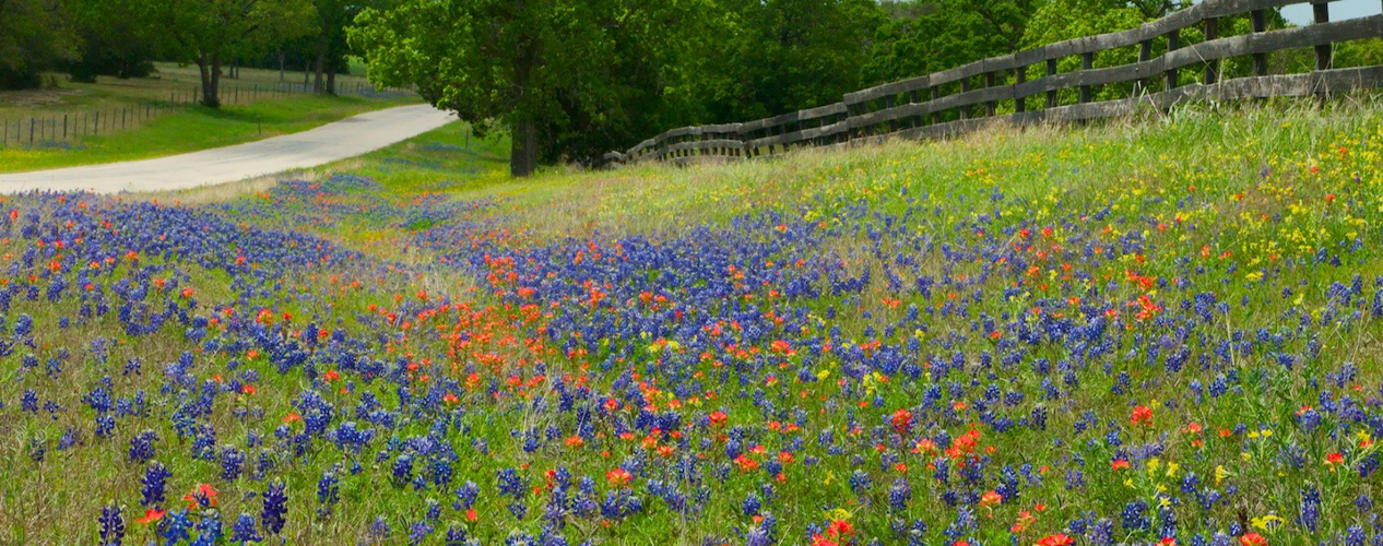 bluebonnet flowers in brenham texas